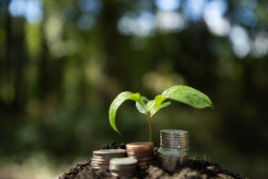 Para büyüme konsepti. Sabit yatırım. Para büyüme kavramı finansal ilerleme. Para büyütme tasarrufu. Para büyüme kavramı zenginliği