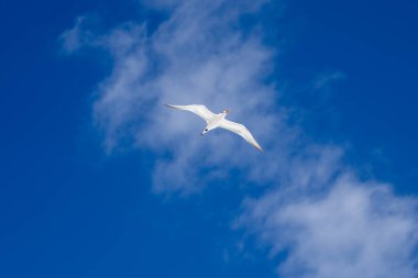 Vahşi yaşam özgürlüğü için mavi gökyüzünde tern. Tern kuş hareketi için uçuyor. Doğa arkaplanı için açık gökyüzünde tern. Havada süzülür zarif bir uçuş için