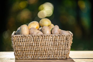 Tahta masada patates sepeti. Dışarıdaki çiftlikten patatesler. Doğal patatesler. Çiğ patates. Sepette patates. Patates çiftliği