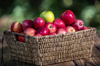 Elma hasadı sepette. Bulanık doğa geçmişi olan elmalar. Elmalar organik meyve çeşitleri. Kırmızı elma ve yeşil elma