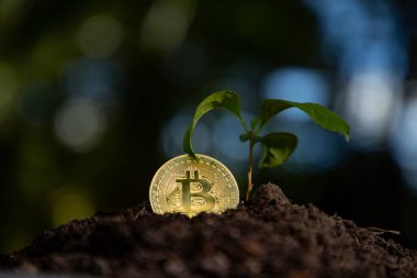 Bitcoin yeşil konseptle büyür. Bitcoin kripto karı. Bitcoin zenginlik gelişimi. Bitcoin para ve büyüme kavramı
