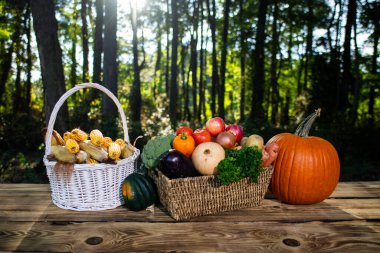 Yeşil doğa arka planında kırsal sepetlerde sebze hasat edin. Eko çiftliğinde sebze hasat et. Organik kırlardan sebze toplayın. Sağlıklı beslenme için sebze toplayın