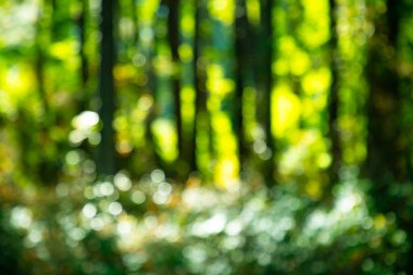 Orman geçmişi. Bulanık doğa geçmişi. Yeşil yaz geçmişi. Yeşil çevre. Ormanda bulanık yeşil yapraklar. Yapraklı doğa deseni. Yeşilliğin bulanık arkaplanı