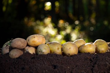 Yeşil doğada topraktan taze patates. Patatesler organik tarım. Yerden çiğ patates. Topraktaki doğal patatesler. Yerdeki patates hasadı. Organik Patates hasadı açık havada