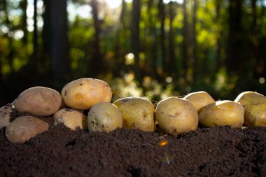 Patates doğanın arka planında. Çiftlik toprağında organik patates. Patates doğada. Doğal Patates Eko sonbahar hasadı. Taze patates. Patatesler eko çiftçilikten toprağa karışıyor.