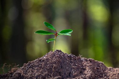 Yeşil doğa arka planında toprakta bitki yetiştirmek. Çevre iklimi koruması. Çevre ekolojik yenilenebilir. Dünya Çevre Günü. Çevre Doğal Biyolojisi
