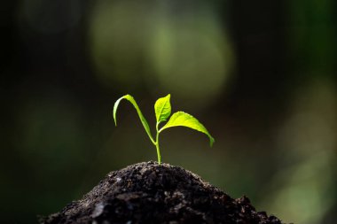 Çevre bitkisi toprakta büyüyor. Çevre yeşili filizleniyor. Ekosistemdeki çevre dengesi. Dünya 'da sürdürülebilir yaşam. Çevresel yeşil doğa