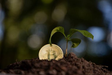 Bitcoin yeşil konseptle büyür. Bitcoin eko kripto büyür. Bitcoin finansal ekimi. Bitcoin yatırım artışı