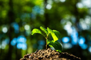 Toprağa taze bitki ekin. Çevreye yeşil yaşam ekin. Ekosistemde bitki dengesi. Toprağa ekin uyumu