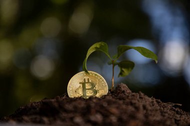 Bitcoin yeşil konseptle büyür. Bitcoin genç bitkilerin yanında yetişir. Bitcoin yatırım artışı. Bitcoin eko crypto büyüyor