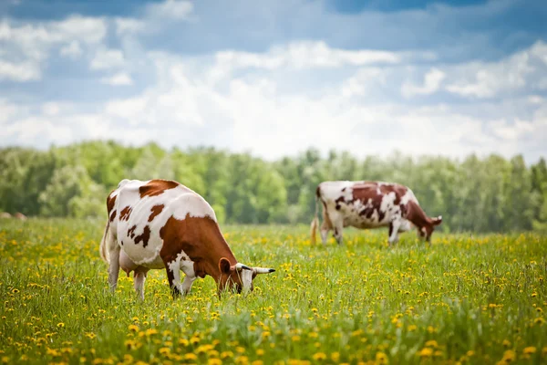 Vacas em um campo — Fotografia de Stock