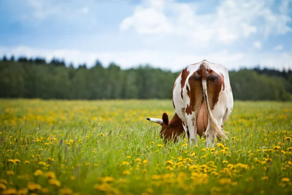 Vaca em um campo — Fotografia de Stock