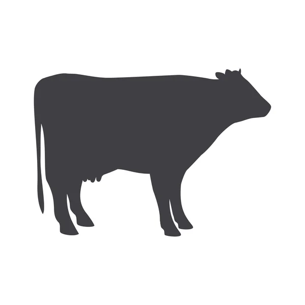 Vaca preta isolada sobre um fundo branco . — Vetor de Stock
