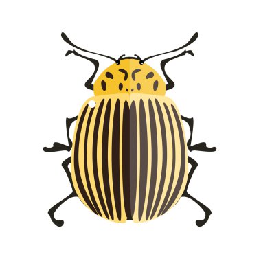 İzole patates hata.