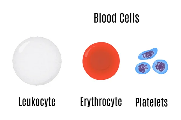 Erytrocyt, leukocyt, blodplader . – Stock-vektor