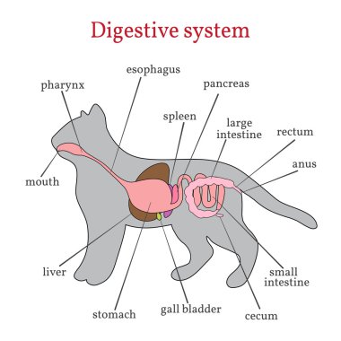 Sindirim sistemi kedi.