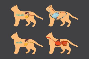 Kedi anatomisi. Yerli kedi.