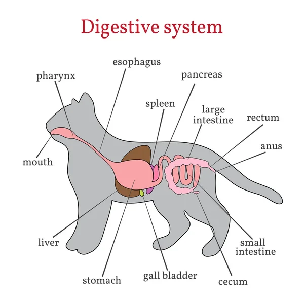 Sistema digestivo do gato . — Vetor de Stock