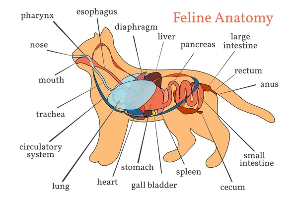 Feline Anatomy. Domestic Cat. — Stock Vector