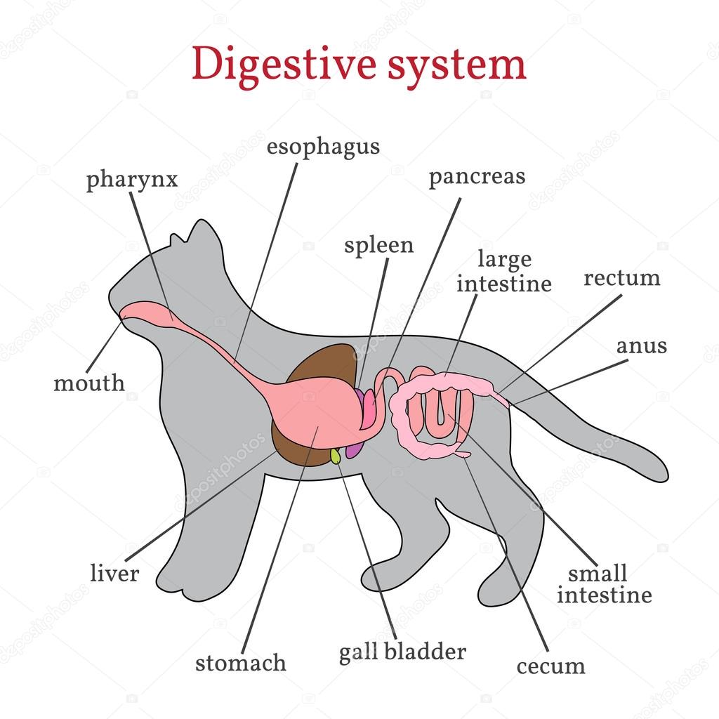 Digestive system of the cat.