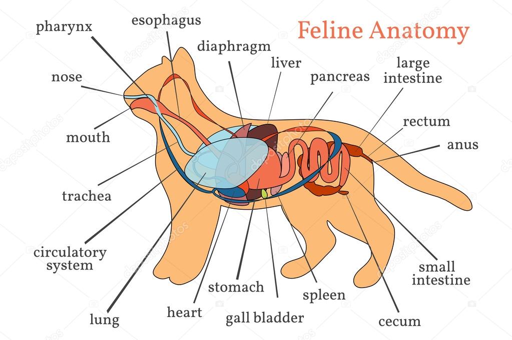 pancreas kat