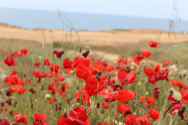 Coquelicots rouges sauvages sur un littoral rocheux — Photo