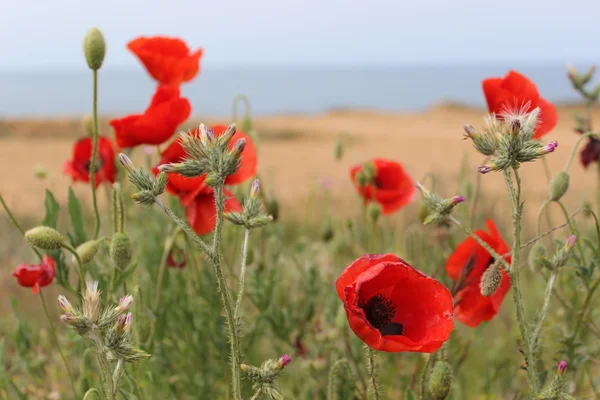 Wild red poppies on a rocky seashore — Stock Photo, Image