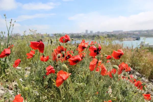 Coquelicots rouges sauvages sur un littoral rocheux — Photo