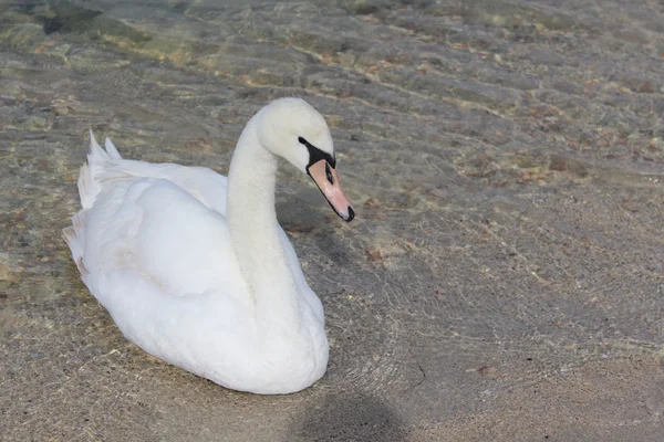 Solo cisne blanco en una playa de arena — Foto de Stock