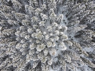 Kış Karelian Ormanı 'nın ladin desenli üst manzarası. Sortavala, Karelia.