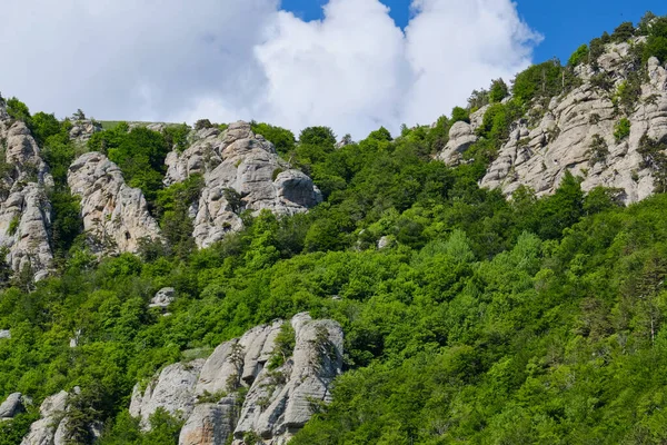 Demerdzhi Dağı 'nın kayalık yamacında yemyeşil bir sahil ormanı var. Kırım