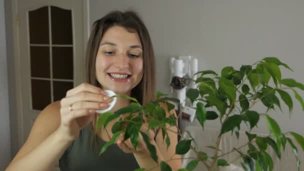 Uma mulher cuida das plantas em sua casa com as mãos, espanando as flores e conversando com elas. Disparo lento. Uma mão feminina remove o pó da folhagem verde das plantas — Vídeo de Stock