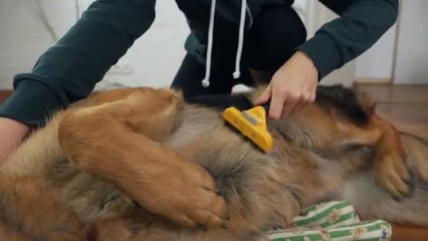 Εποχιακή μούχλα σε σκύλο. Αφαίρεση μαλλιών. Φροντίδα ζώων. Κοντινό πλάνο. Αργή κίνηση — Αρχείο Βίντεο