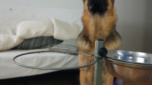 Pastor alemán perro comiendo gachas de maíz con trozos de carne en casa — Vídeos de Stock