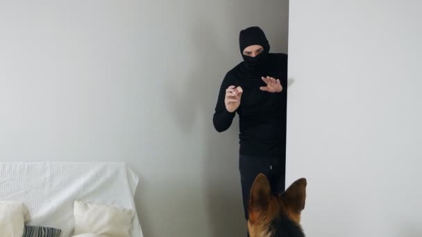 Διάρρηξη και είσοδος με σκοπό τη διάπραξη εγκλήματος. Ένας μασκοφόρος κλέφτης τρυπώνει στο διαμέρισμα και προσπαθεί να πείσει το Γερμανικό τσοπανόσκυλο με λουκάνικο. — Αρχείο Βίντεο