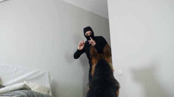 Einbruch und Einbruch zum Zwecke der Begehung einer Straftat. Ein maskierter Dieb schleicht sich in die Wohnung und versucht den Schäferhund mit Wurst zu überreden — Stockvideo