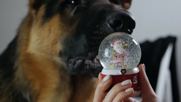 Pies patrzy na Nowy Rok na kulę śnieżną, w rękach pokazuje ją psu. Może być stosowany jako prezent lub symbol Bożego Narodzenia lub Nowego Roku — Wideo stockowe