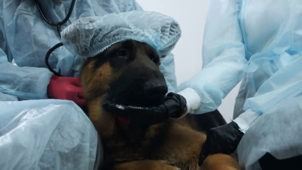 En sån rar patient. Ett team av två professionella veterinärer matar hunden innan en stor hund hälsokontroll — Stockvideo