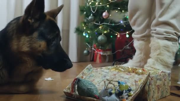 A woman dismantles a Christmas tree and takes off Christmas balls and a dog lying next to her — Stock Video