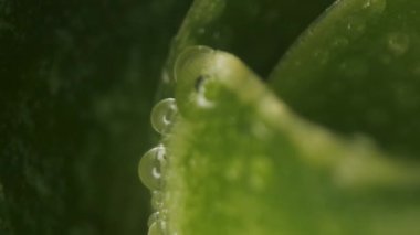 Çiy damlalı yeşil yapraklar