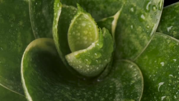 Folhas Verdes Com Gotas Orvalho — Vídeo de Stock
