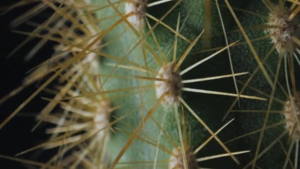 Extrém Közelkép Zöld Kaktuszról Sok Éles Tűvel — Stock videók