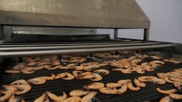 鲜虾工厂 慢动作射击 — 图库视频影像