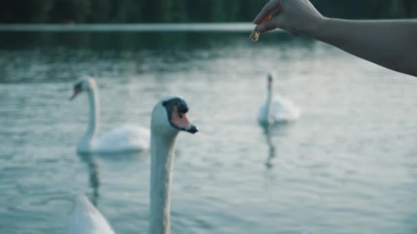 Mujer Alimentando Cisnes Salvajes Lago Azul — Vídeo de stock