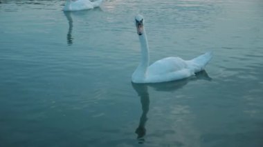 Mavi bir su yüzeyinde Güzel bir Kuğu.