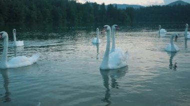 Mavi bir su yüzeyinde Güzel bir Kuğu.