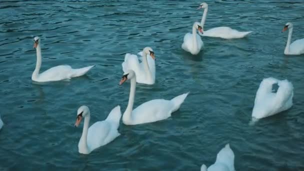 Grupo Cisnes Lago Familia Del Cisne — Vídeo de stock