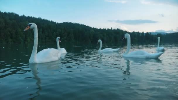 Μια Ομάδα Κύκνων Μια Λίμνη Οικογένεια Swan — Αρχείο Βίντεο