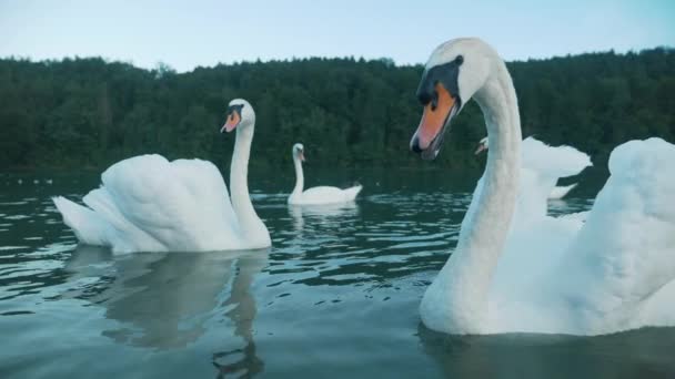 Group Swans Lake Swan Family — Stock Video