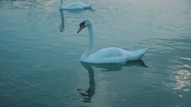 Ein Schöner Schwan Auf Blauer Wasseroberfläche — Stockvideo